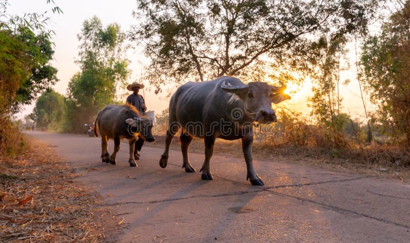 A man taking a group of cow family walking home after work in the evening, Thailand: 2018 stock photography A man taking a group of cow family walking home after work in the evening, Thailand: 2018 stock photography
