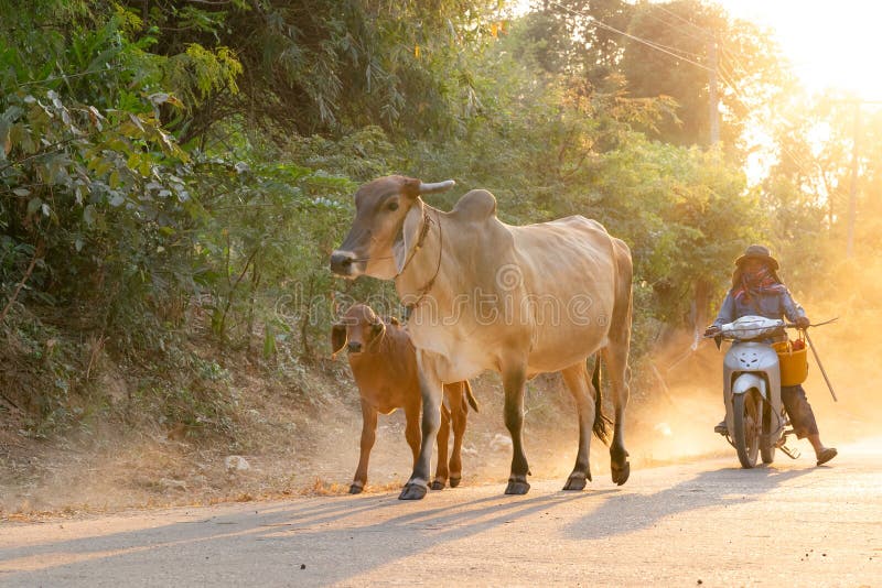 A man taking a group of cow family walking home after work in the evening, Thailand: 2018 royalty free stock images A man taking a group of cow family walking home after work in the evening, Thailand: 2018 royalty free stock images