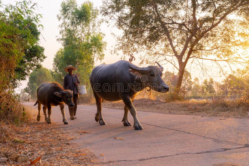 A man taking a group of cow family walking home after work in the evening, Thailand: 2018 royalty free stock image A man taking a group of cow family walking home after work in the evening, Thailand: 2018 royalty free stock image