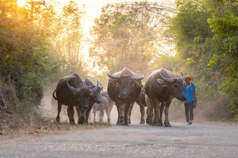 Man taking a group of cow family walking home after work in the evening, Thailand: 2018 royalty free stock photography Man taking a group of cow family walking home after work in the evening, Thailand: 2018 royalty free stock photography