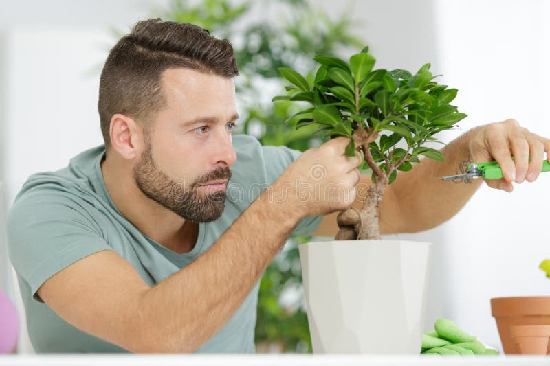 138 Man Trimming Bonsai Tree Stock Photos Free & RoyaltyFree Stock