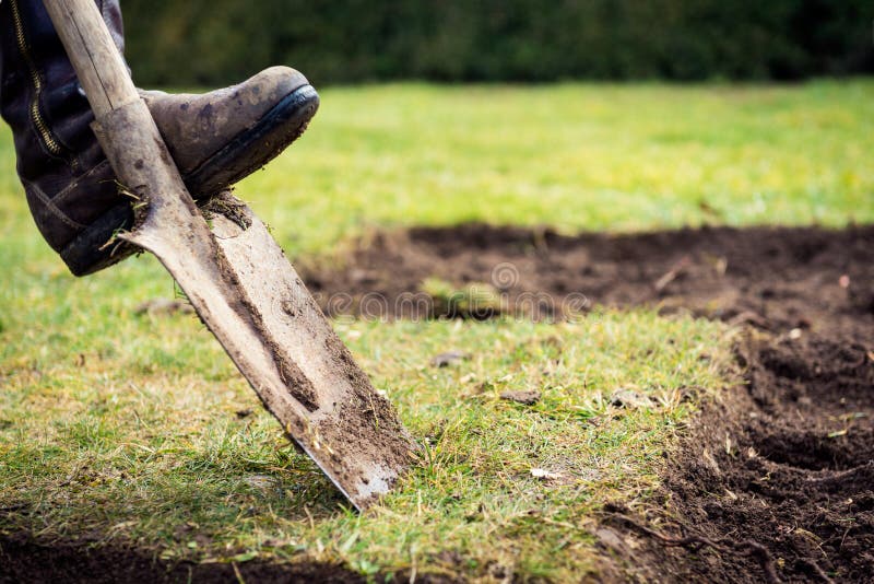 Man Using Spade for Old Lawn Digging, Gardening Concept Stock Image