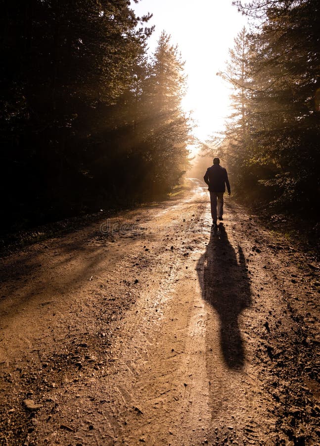 Man Walk on a Dirt Road in a Forest among Tall Green Trees Illuminated ...