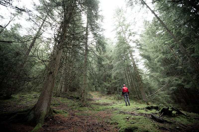 A Man Walking Alone Inside a Forest in a Foggy Day Stock Image - Image ...