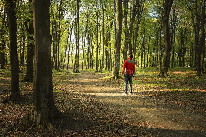 Man walking in the forest stock image. Image of steps - 54279025