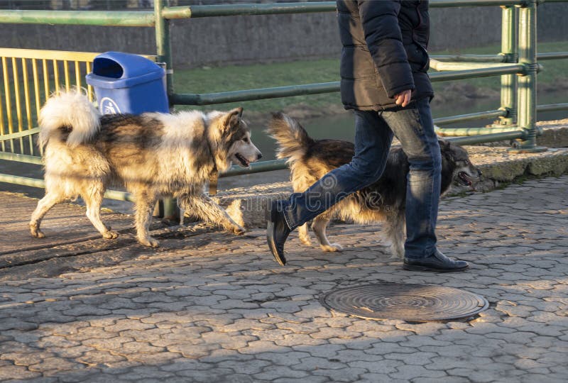 Man Walking His Dogs Off a Leash Stock Photo Image of lifestyle, male