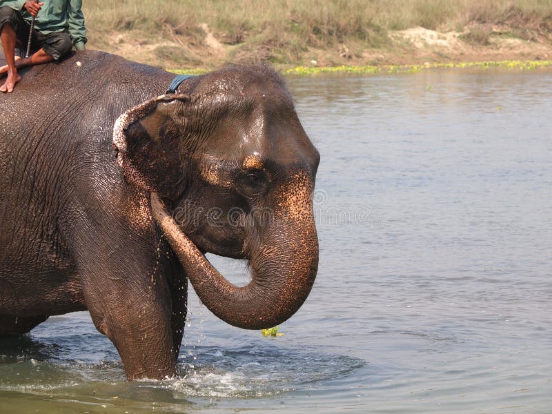 Hombre su un elefante sobre el bancos de un rio en en.