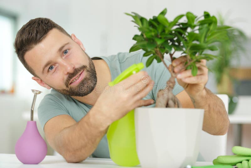 Man watering bonsai leaves stock image. Image of care 149663723