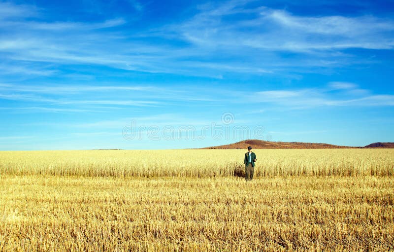 Man in wheat field stock photography Man in wheat field stock photography