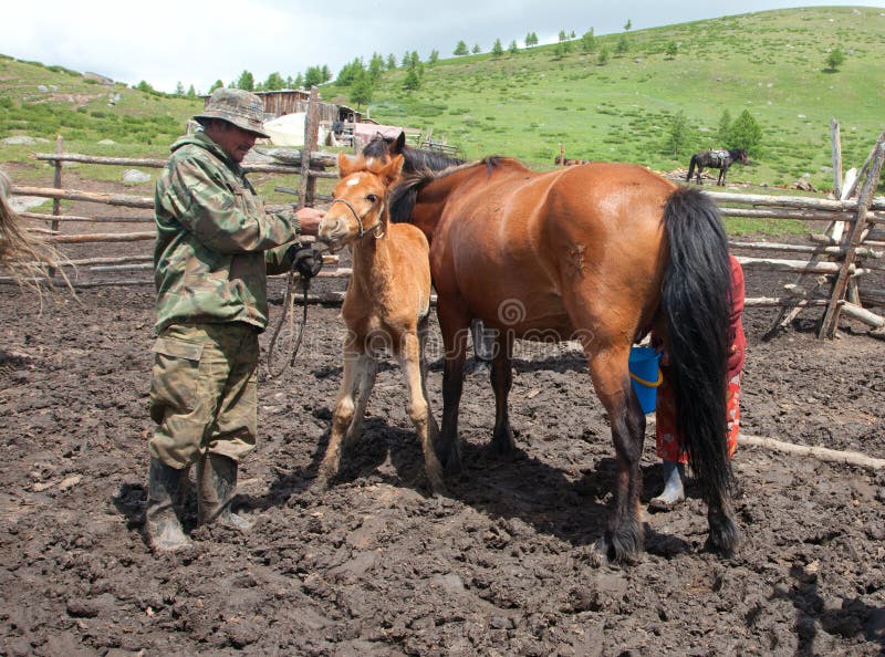 A man and a woman milking a horse