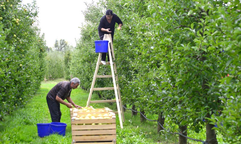 Man and woman picking apples in the orchard in Resen, Macedonia