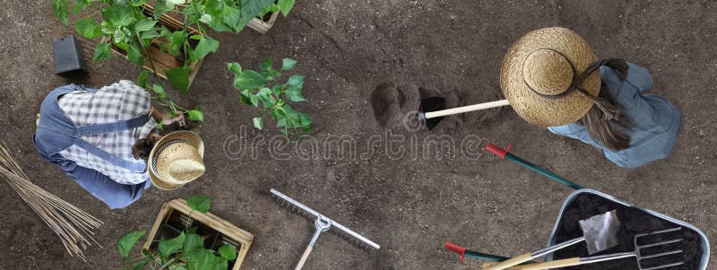 Man and woman together gardening work in the vegetable garden man place a plant in the ground and woman hoe the soil, top view stock images Man and woman together gardening work in the vegetable garden man place a plant in the ground and woman hoe the soil, top view stock images