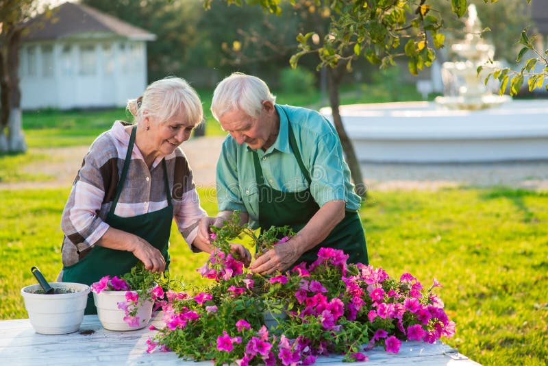 Man and woman transplanting flowers.