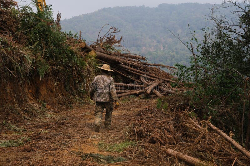 A man, wood worker, walks toward a pile of freshly cut logs