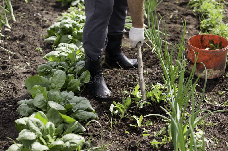 Man working garden with a hoe