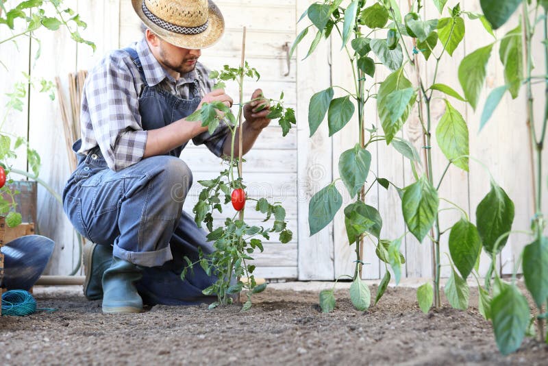 Man working in the vegetable garden tie up the tomato plants, take care to make them grow