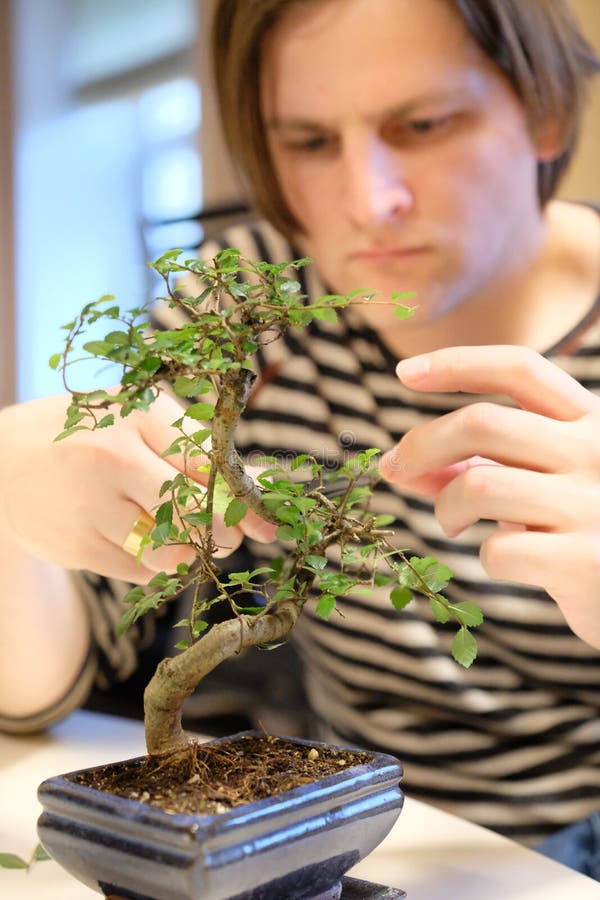 A Man Works with a Bonsai Tree Stock Image Image of vase, scissors