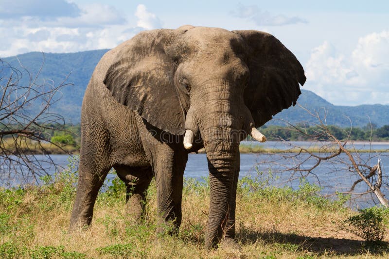 Mana pools elephant