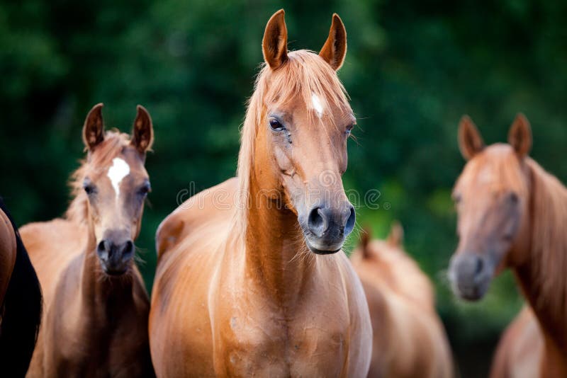 Manada de caballos árabes fotografía de archivo libre de regalías Manada de caballos árabes fotografía de archivo libre de regalías