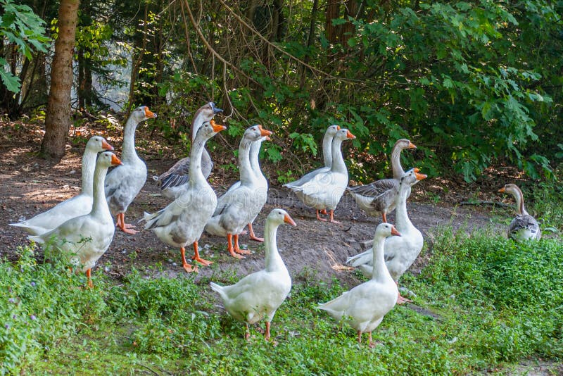 Manada de gansos blancos en un camino de tierra rodeado de vegetación verde que mira hacia el lago imágenes de archivo libres de regalías Manada de gansos blancos en un camino de tierra rodeado de vegetación verde que mira hacia el lago imágenes de archivo libres de regalías