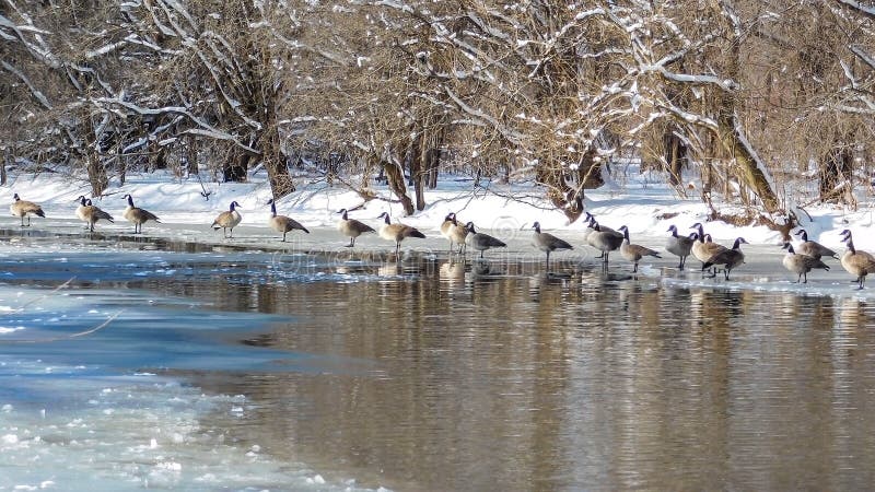 Manada de gansos descansando en lago congelado imágenes de archivo libres de regalías