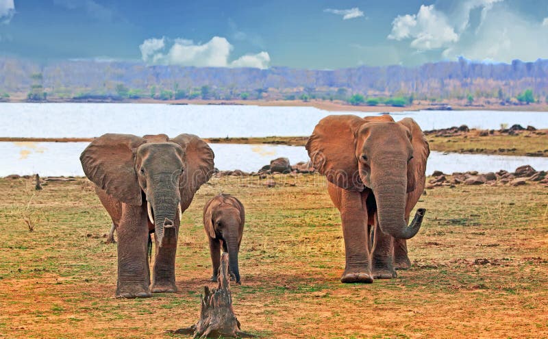 Manada de la familia del elefante y de un pequeño becerro, colocándose en la línea de la playa del lago Kariba, Zimbabwe imagen de archivo Manada de la familia del elefante y de un pequeño becerro, colocándose en la línea de la playa del lago Kariba, Zimbabwe imagen de archivo