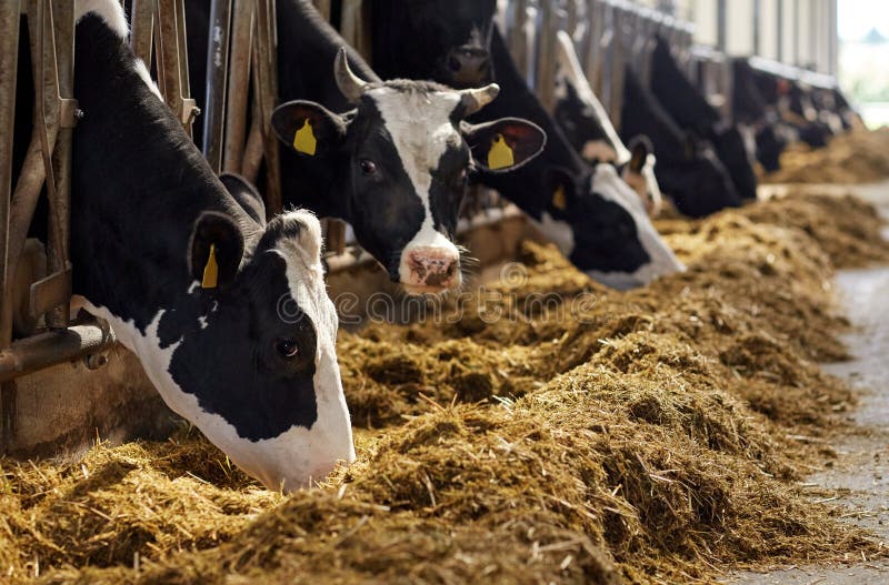 Agriculture industry, farming and animal husbandry concept - herd of cows eating hay in cowshed on dairy farm. Agriculture industry, farming and animal husbandry concept - herd of cows eating hay in cowshed on dairy farm