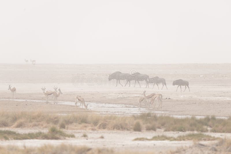 Manada de los antílopes que pastan en la cacerola del desierto Tempestad de arena y niebla Safari en el parque nacional de Etosha imagen de archivo libre de regalías Manada de los antílopes que pastan en la cacerola del desierto Tempestad de arena y niebla Safari en el parque nacional de Etosha imagen de archivo libre de regalías