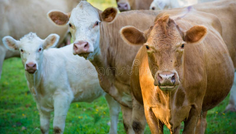 Manada de los ganados vacunos