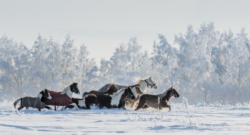 Manada de potros y de caballos miniatura en campo de nieve fotos de archivo