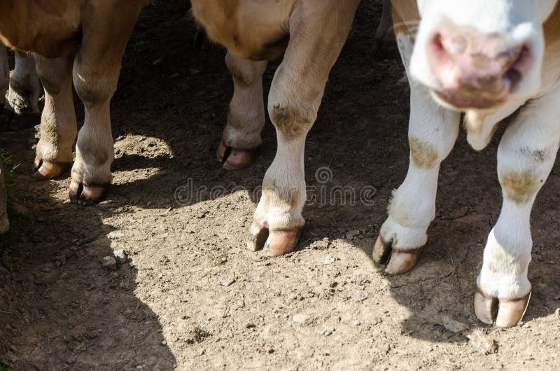 Manada De Vacas En Un Prado De Detalles De Pezuña Foto de archivo - Imagen de europa, irlandés: 190118150 Manada De Vacas En Un Prado De Detalles De Pezuña Foto de archivo - Imagen de europa, irlandés: 190118150