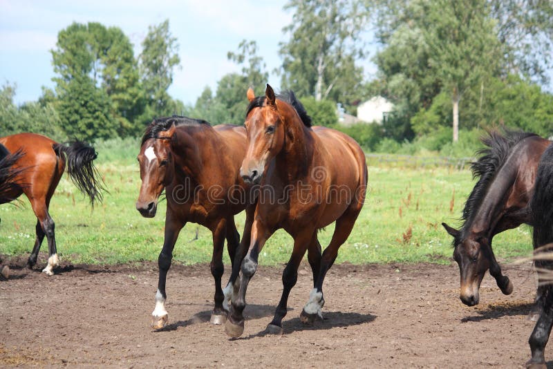Manada del caballo que se ejecuta libremente en el campo imagen de archivo Manada del caballo que se ejecuta libremente en el campo imagen de archivo