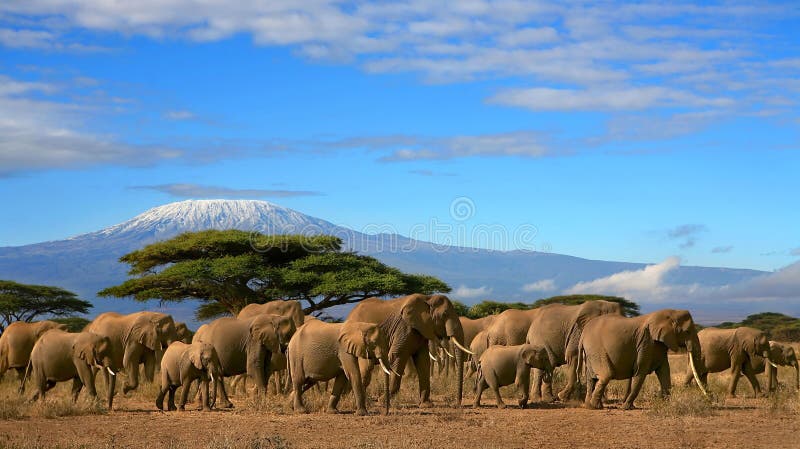 Manada del elefante africano