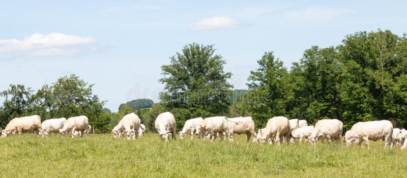 Manada grande de los ganados vacunos blancos de Charolais que pastan en un PA herboso