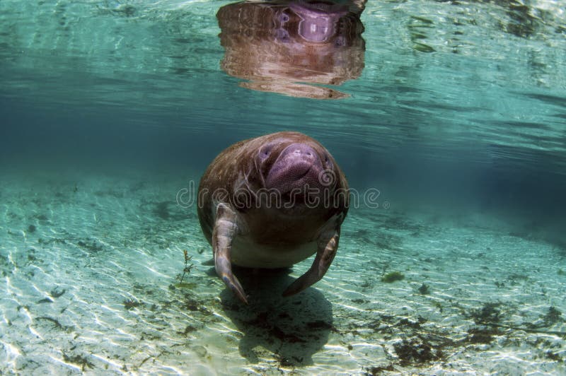 A West India manatee in the Crystal River