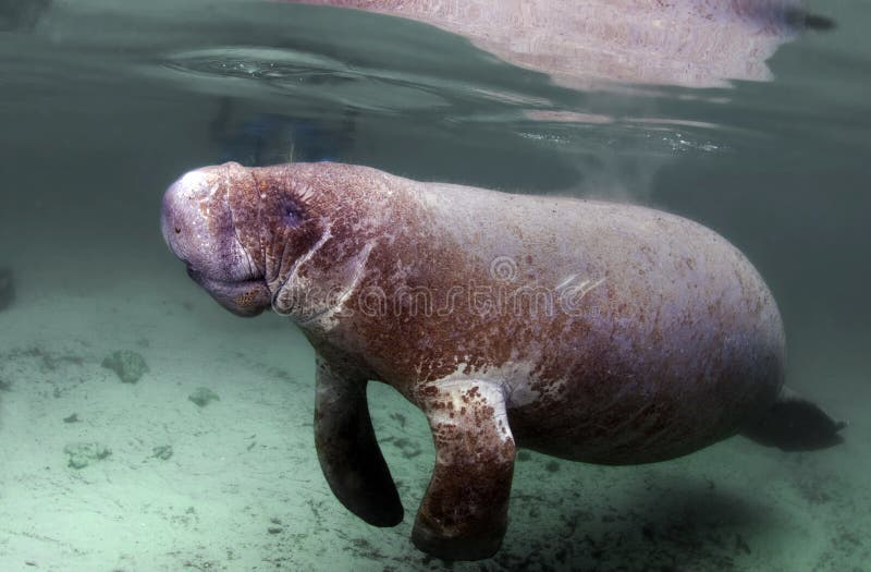 A West India Manatees floating just above the bottom