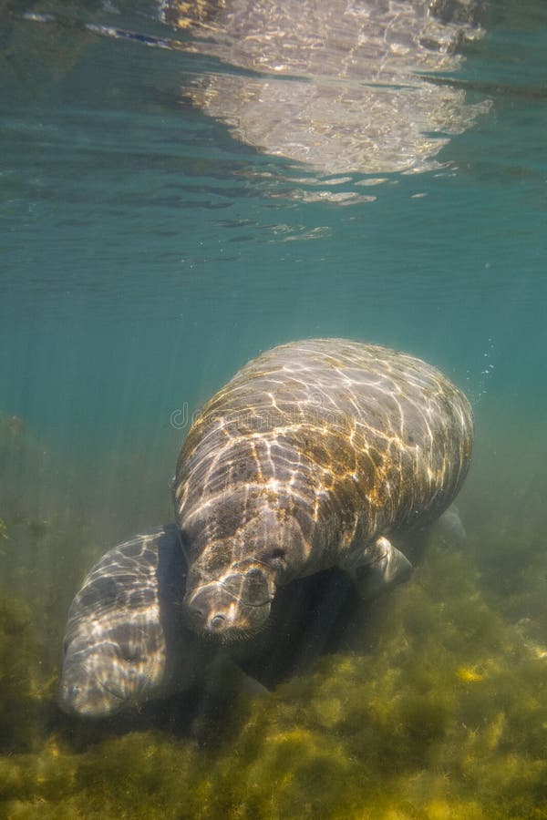 Florida Keys Manatees Stock Photos Free & RoyaltyFree Stock Photos