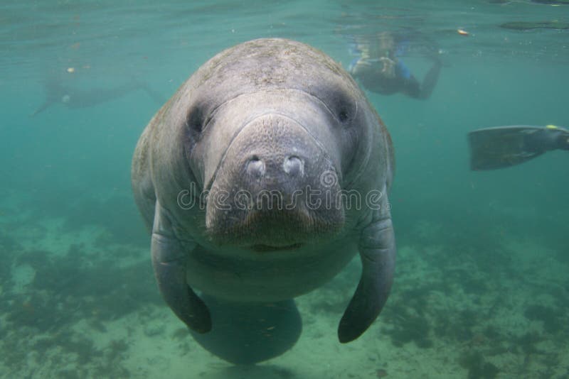 Manatee di Florida subacqueo con Snorkelers immagini stock Manatee di Florida subacqueo con Snorkelers immagini stock