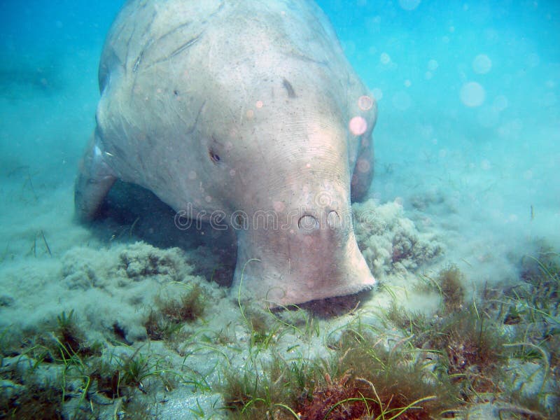 Manatee's lunch