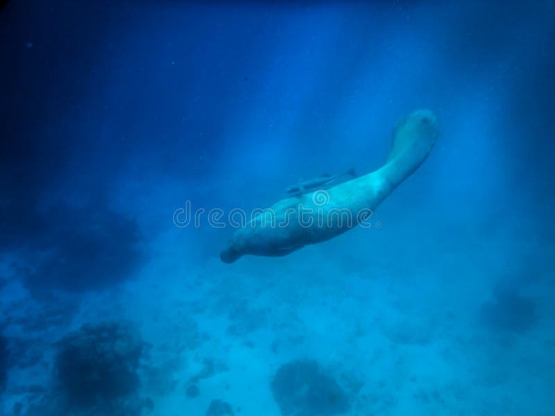 Manatee underwater in Caribbean Sea near Caye Caulker, Belize. Manatee underwater in Caribbean Sea near Caye Caulker, Belize