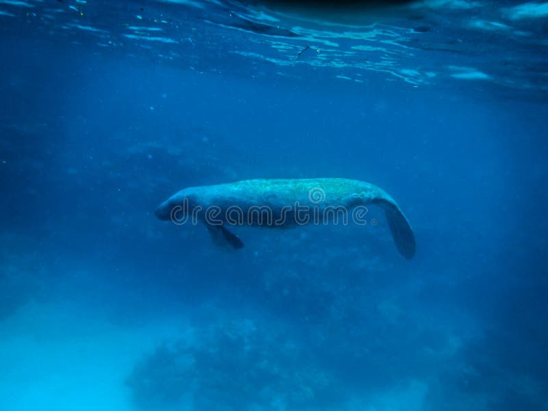 Manatee underwater in Caribbean Sea near Caye Caulker, Belize. Manatee underwater in Caribbean Sea near Caye Caulker, Belize