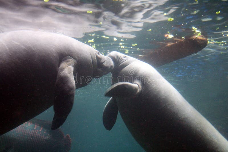 Two manatees cuddle each other at the Dallas World Aquarium in Dallas, Texas. Two manatees cuddle each other at the Dallas World Aquarium in Dallas, Texas.