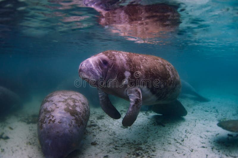 A group of manatees in the Crystal River