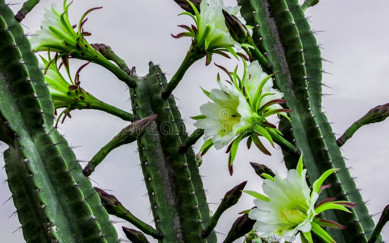 Mandacaru cactus flower stock image. Image of blooms - 109258641