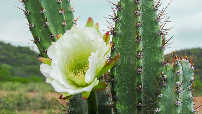 Mandacaru cactus flower stock image. Image of blooms - 109258695