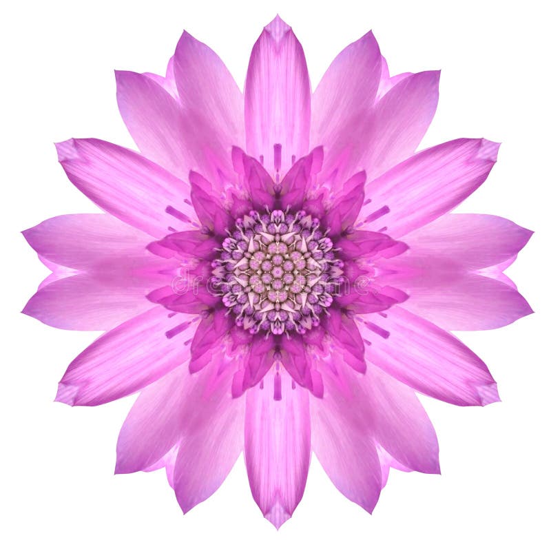 Mandala Flower Ornament rosada Modelo del caleidoscopio aislado