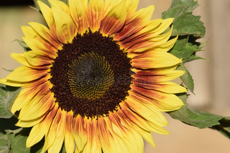 Sunflower Mandala, Red and yellow, two tone, petal knot with green star bracts in circle, morning dew, waterdrops. Sunflower Mandala, Red and yellow, two tone, petal knot with green star bracts in circle, morning dew, waterdrops