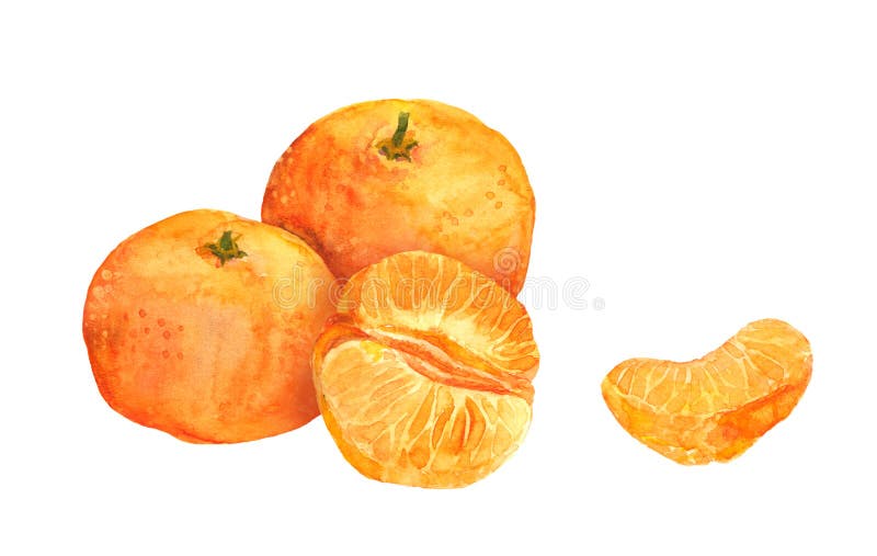 Mandarijntjefruit watercolor vector illustratie Mandarijntjefruit watercolor vector illustratie