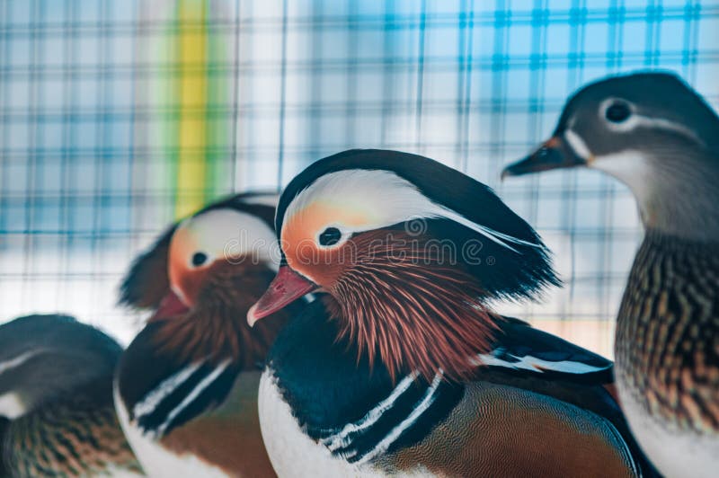 Mandarin bird in the park stock photo. Image of outdoor 141169456