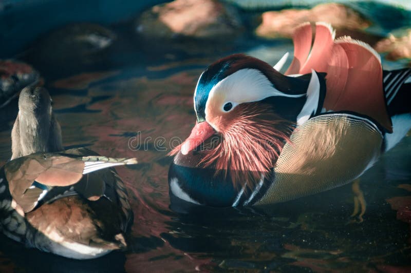 Mandarin bird in the park stock image. Image of cute 141169319